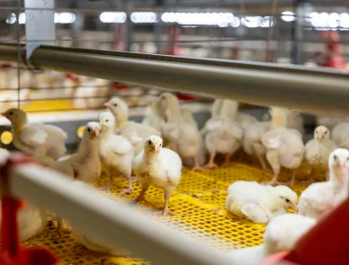 <p>One of the leading poultry businesses with strong brand name and market presence</p>